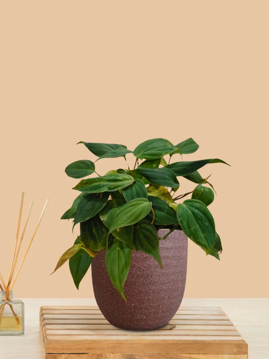 Micans Philodendron Plant (Small) in Eco Pot