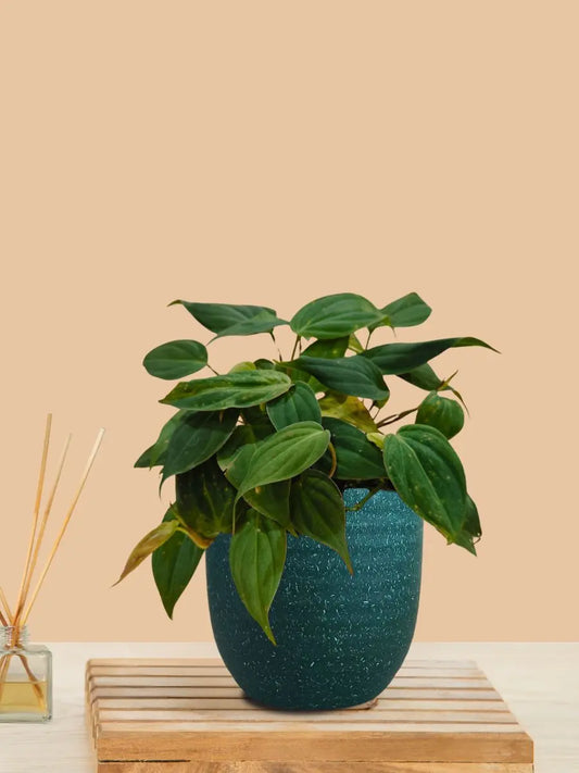 Micans Philodendron Plant (Small) in Eco Pot