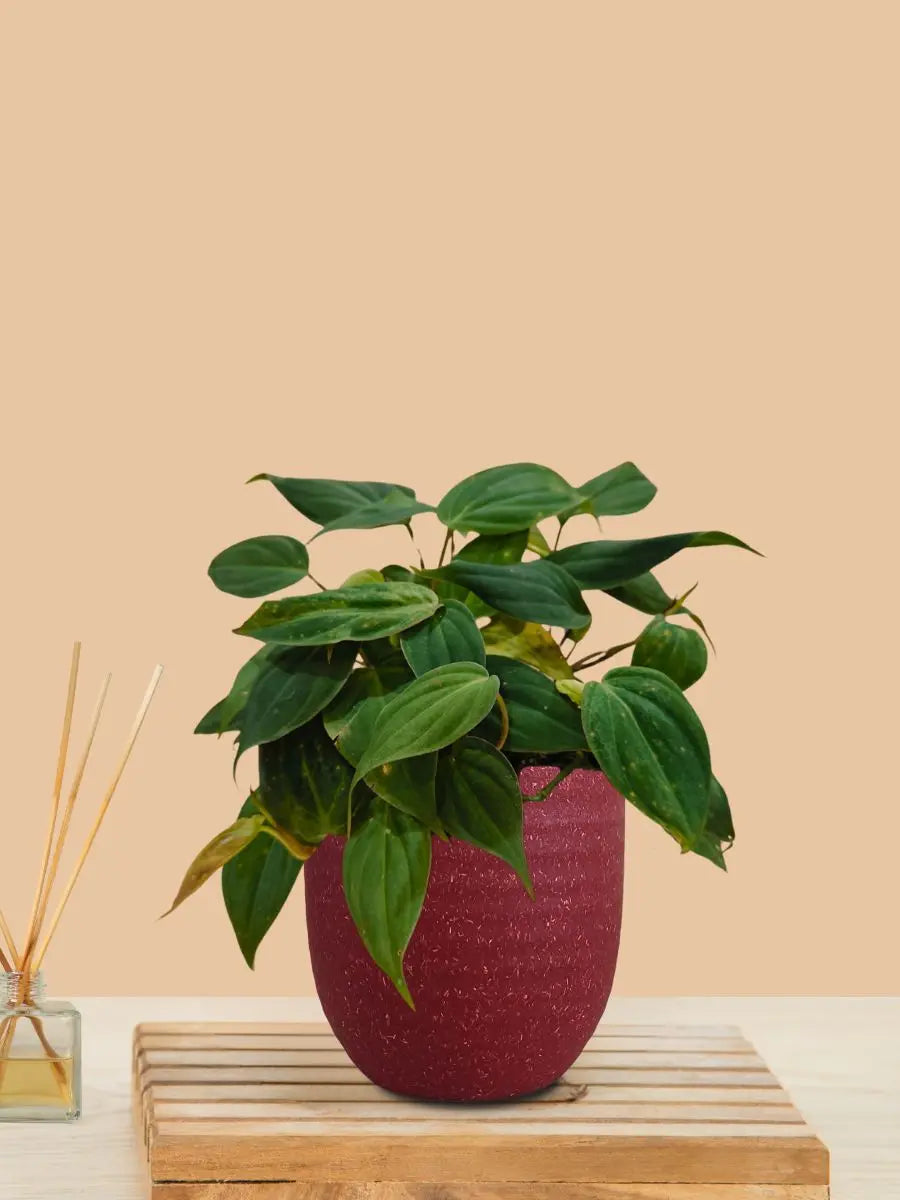 Micans Philodendron Plant (Small) in Eco Pot