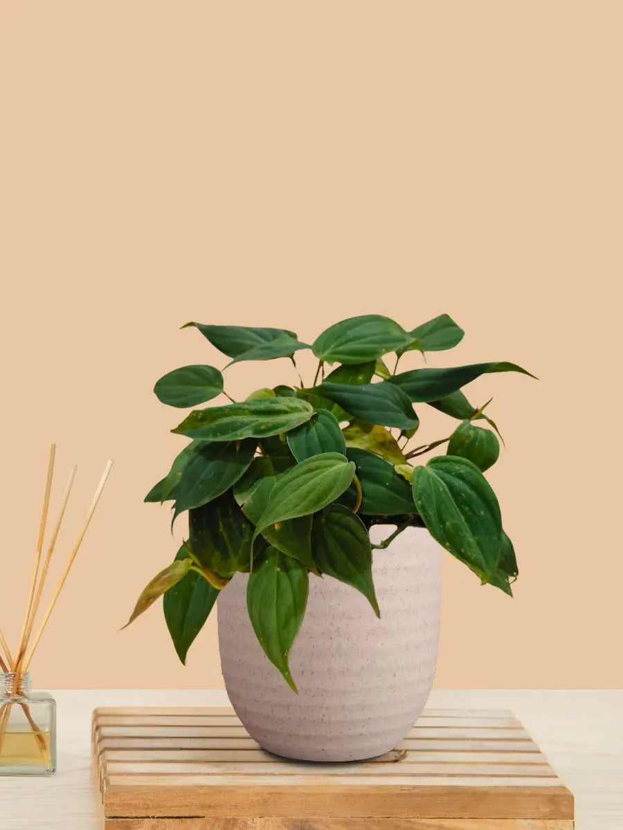 Micans Philodendron Plant (Small) in Eco Pot