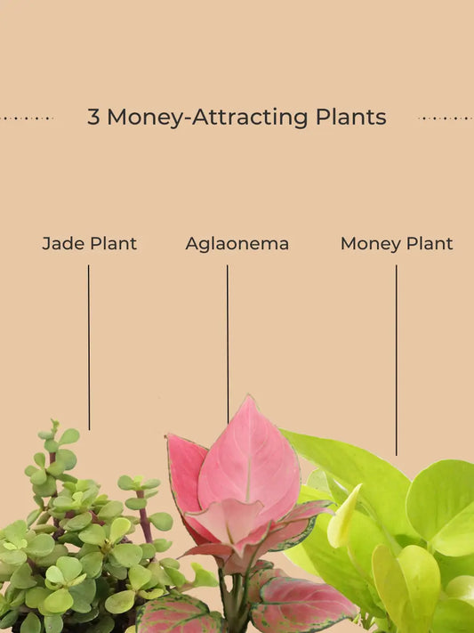 Money Attracting Plants Combo (Small)