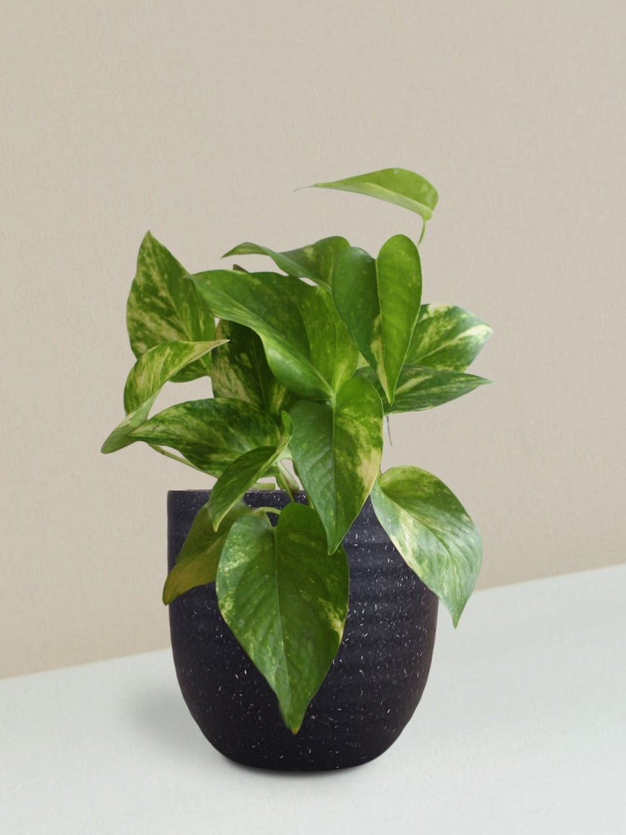 Money Plant Gold King Gift in Eco Pot (Small)