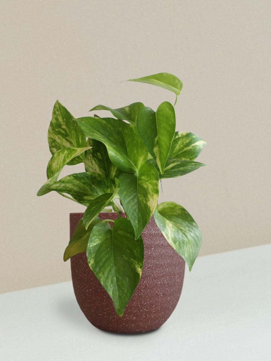 Money Plant Gold King Gift in Eco Pot (Small)