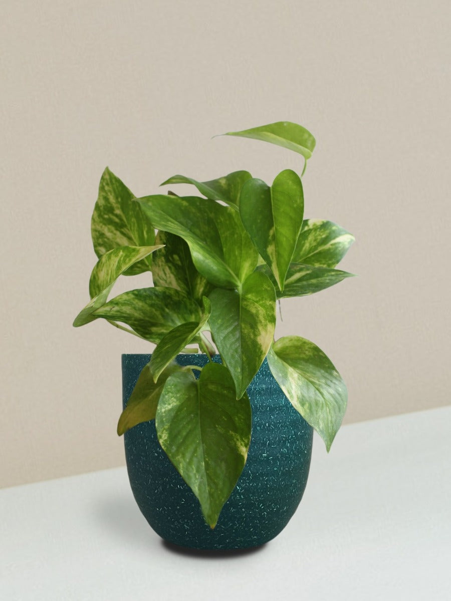 Money Plant Gold King Gift in Eco Pot (Small)