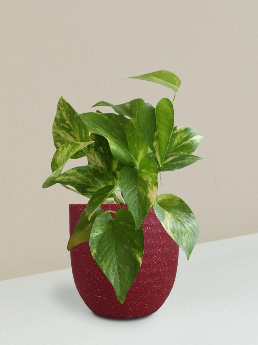 Money Plant Gold King Gift in Eco Pot (Small)