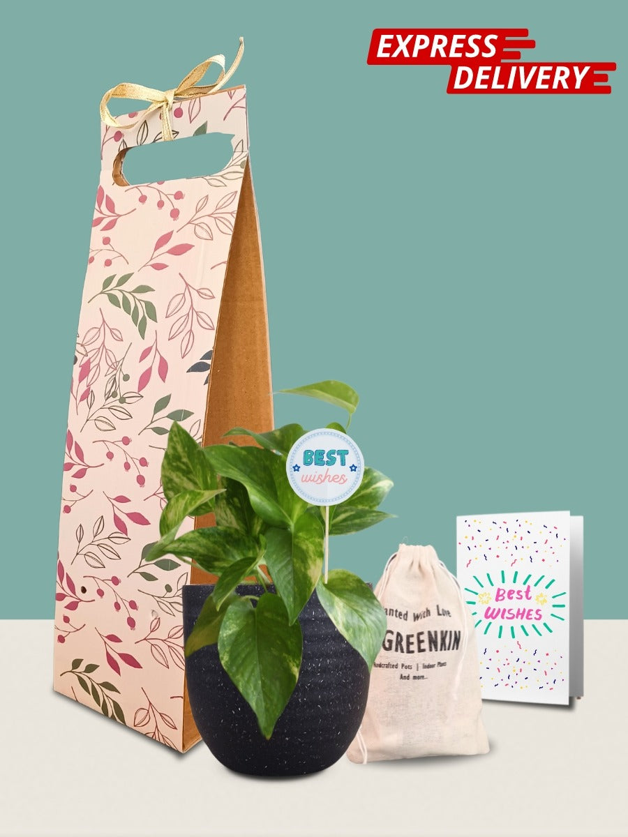 Money Plant Gold King Gift in Eco Pot (Small)