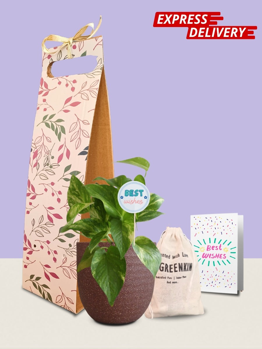 Money Plant Gold King Gift in Eco Pot (Small)