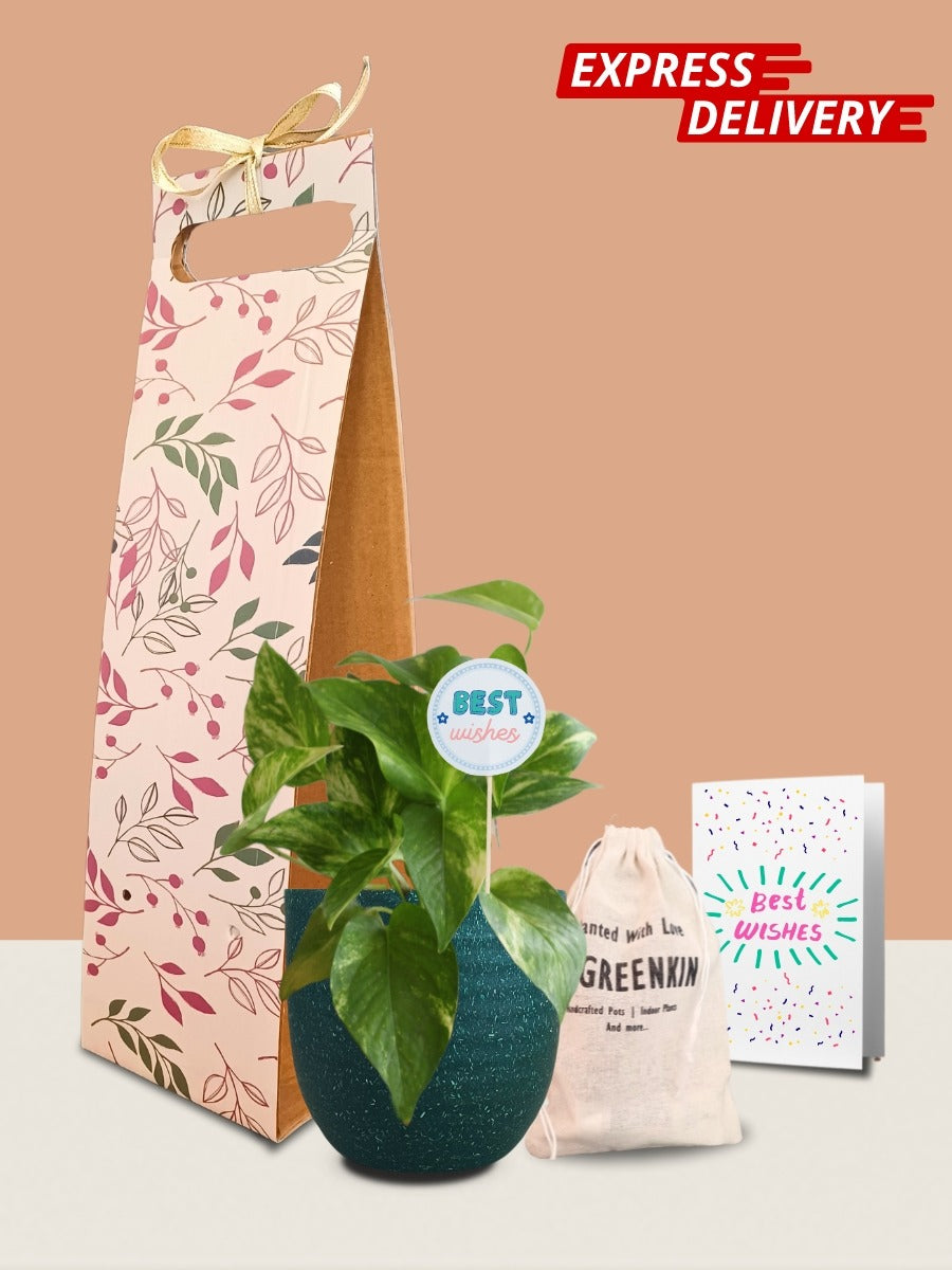 Money Plant Gold King Gift in Eco Pot (Small)