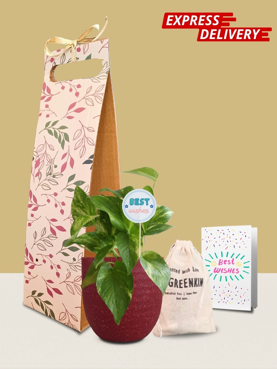 Money Plant Gold King Gift in Eco Pot (Small)