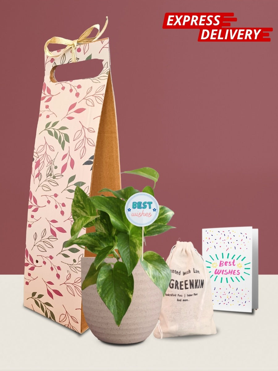 Money Plant Gold King Gift in Eco Pot (Small)