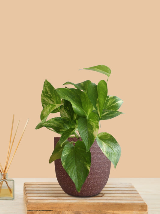 Money Plant Gold King (Small) in Eco Pot