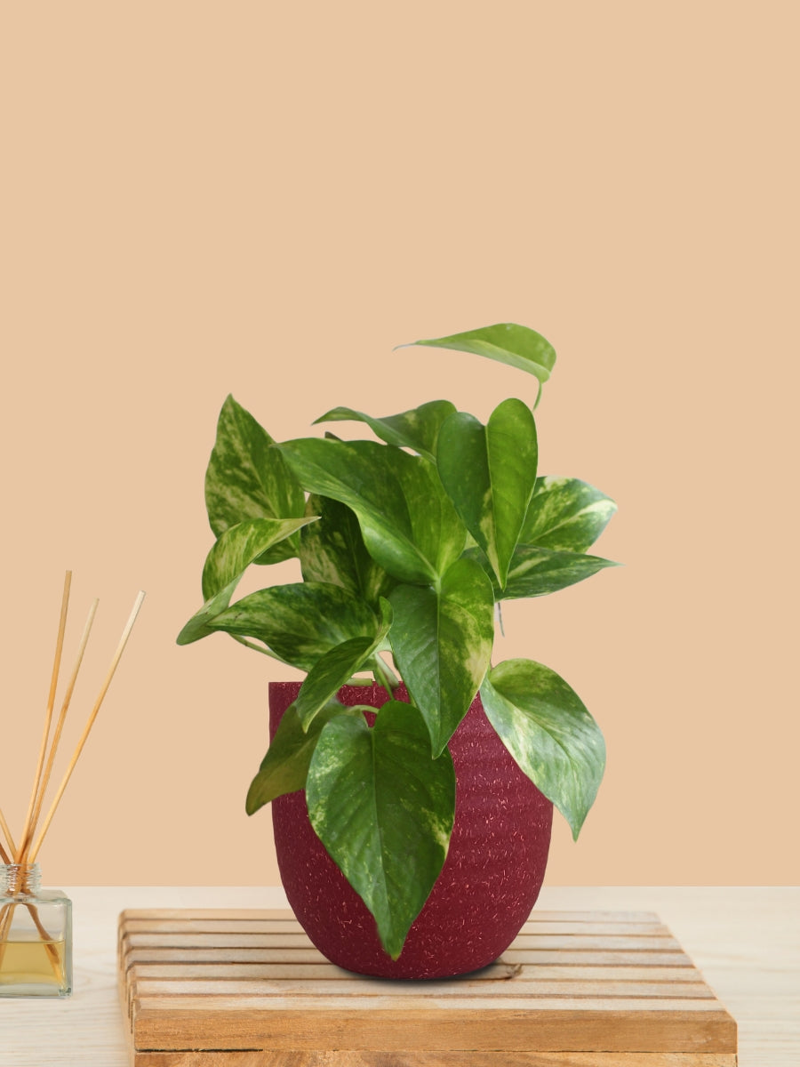 Money Plant Gold King (Small) in Eco Pot