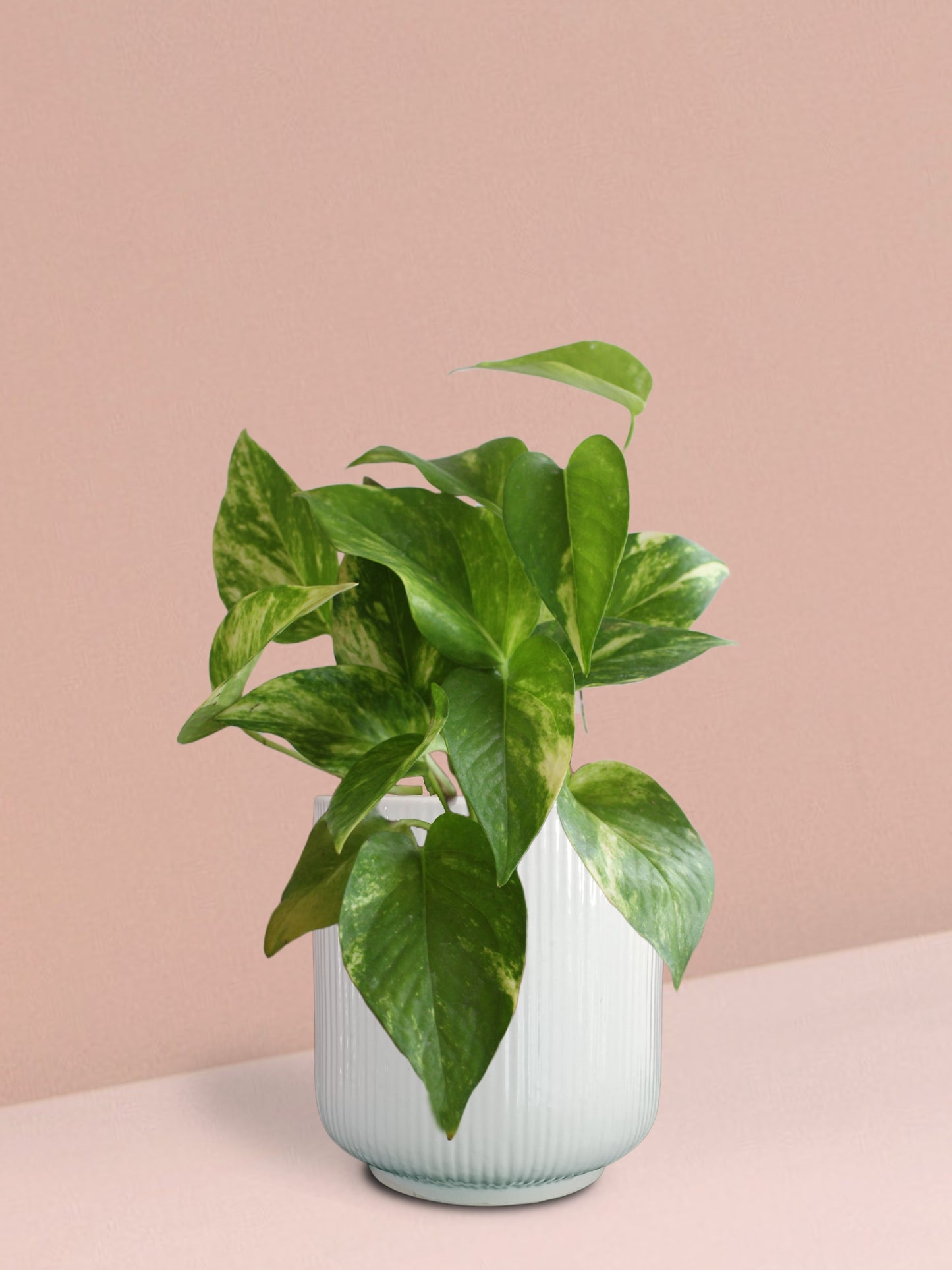Gold King Money Plant in Ceramic Pot (Medium)