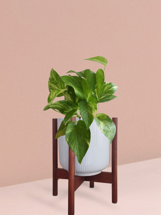 Gold King Money Plant in Ceramic Pot (Medium)