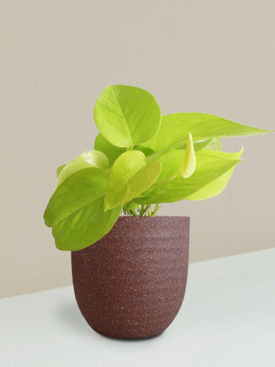 Money Plant Golden Gift in Eco Pot (Small)