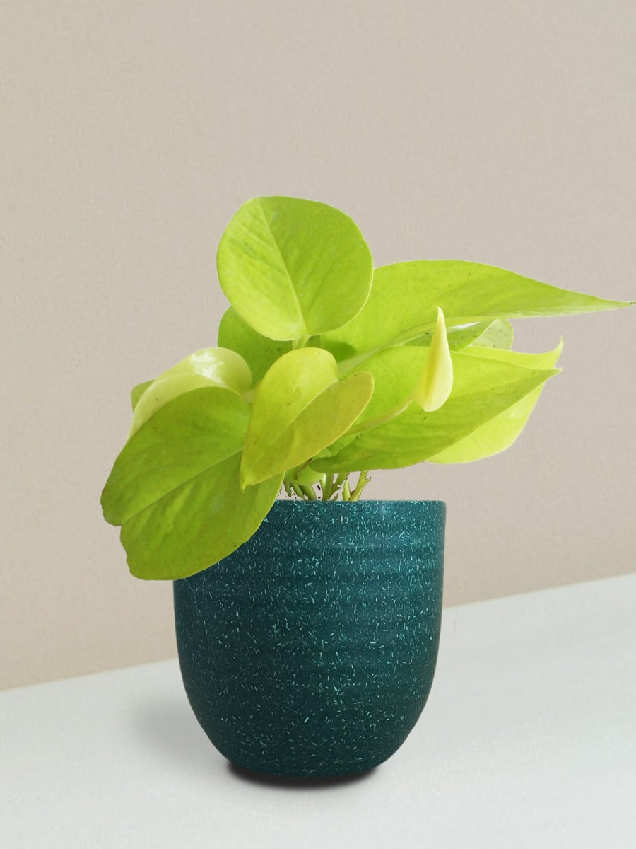 Money Plant Golden Gift in Eco Pot (Small)