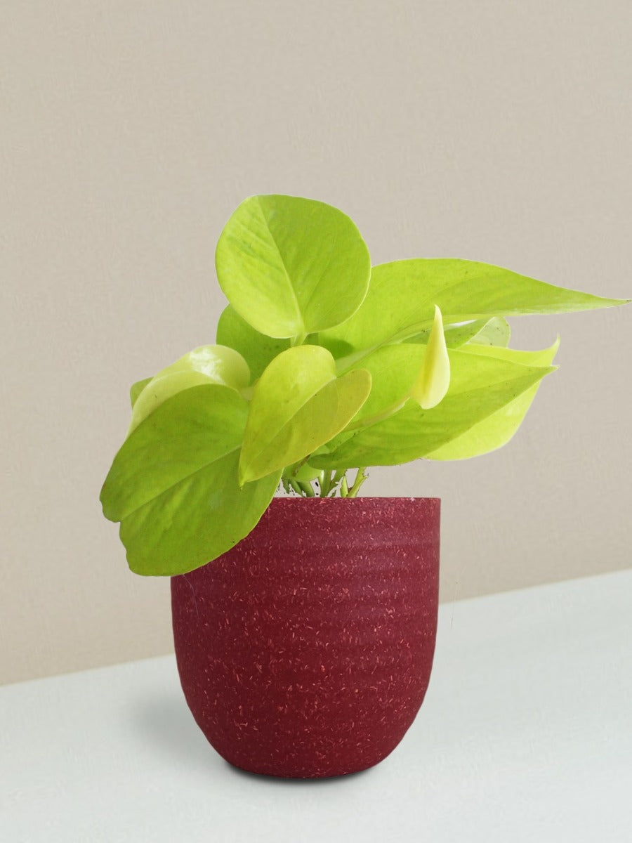 Money Plant Golden Gift in Eco Pot (Small)