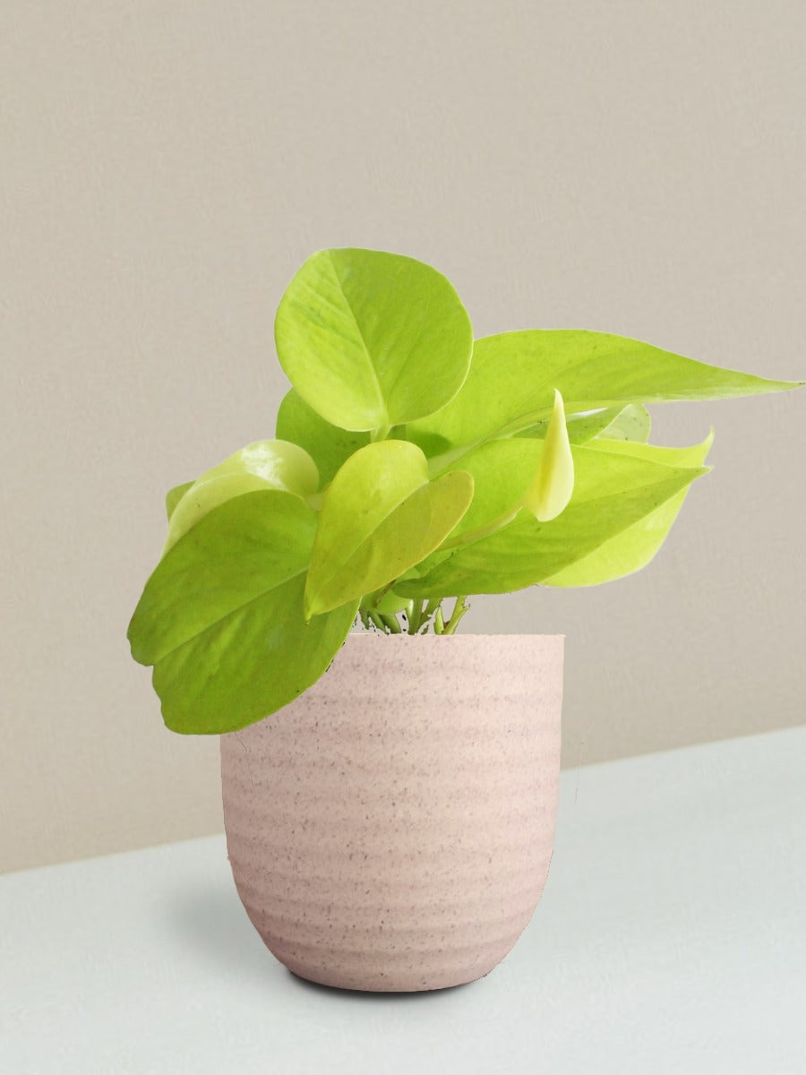 Money Plant Golden Gift in Eco Pot (Small)