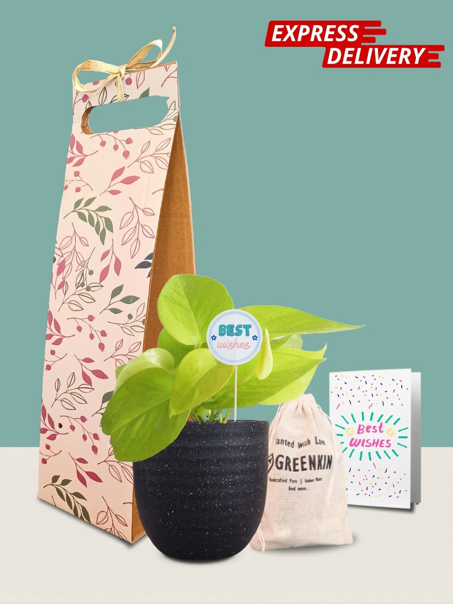 Money Plant Golden Gift in Eco Pot (Small)