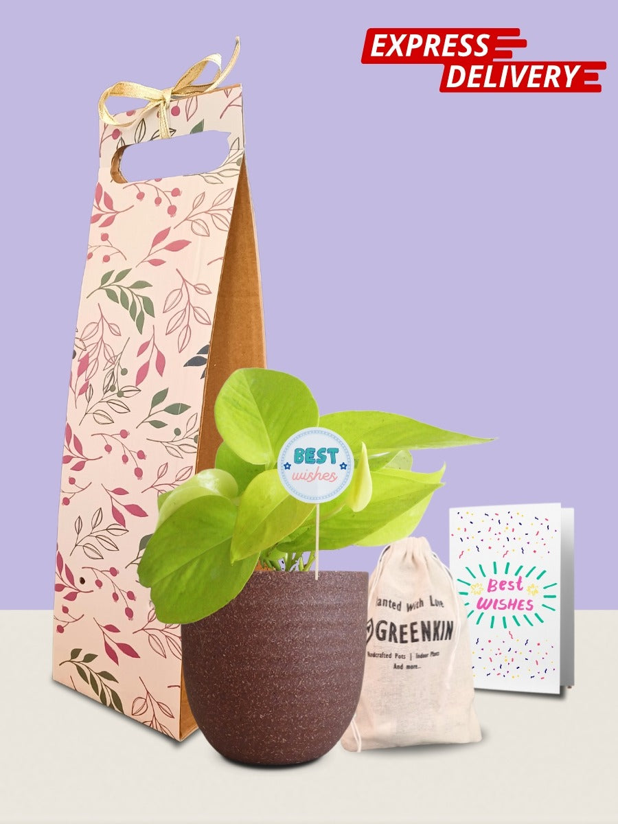 Money Plant Golden Gift in Eco Pot (Small)