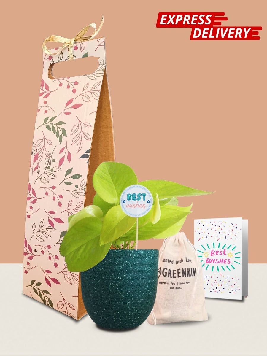 Money Plant Golden Gift in Eco Pot (Small)