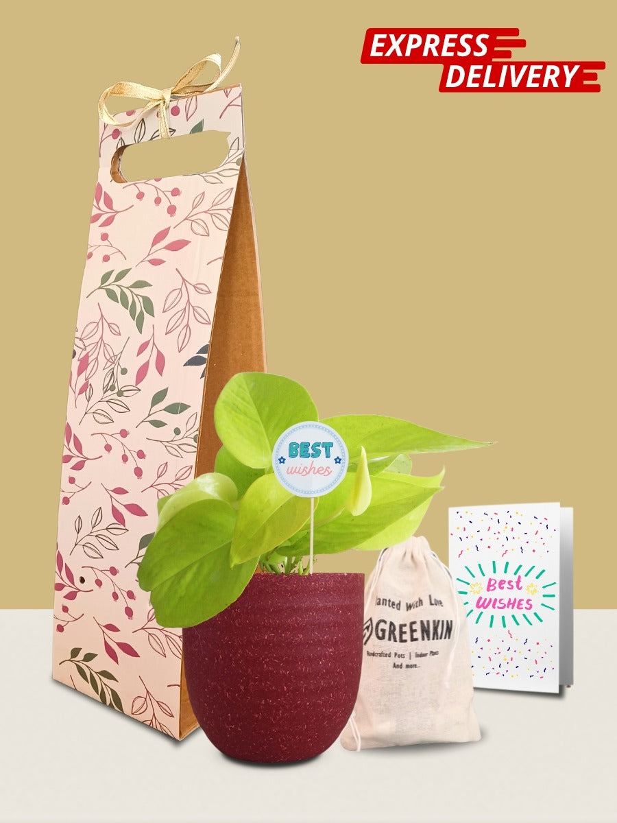 Money Plant Golden Gift in Eco Pot (Small)