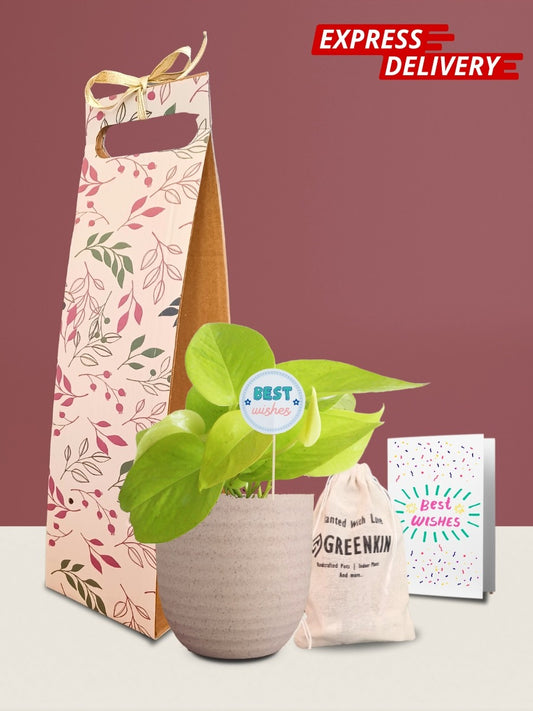 Money Plant Golden Gift in Eco Pot (Small)