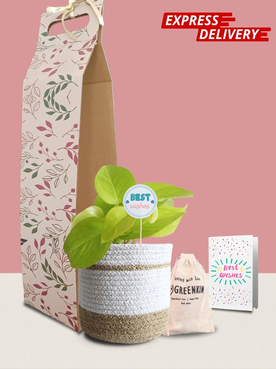 Money Plant Golden Gift in Eco Pot (Medium)