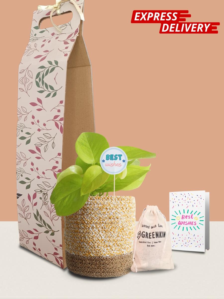Money Plant Golden Gift in Eco Pot (Medium)