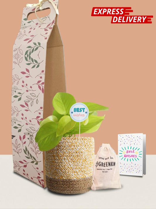 Money Plant Golden Gift in Eco Pot (Medium)