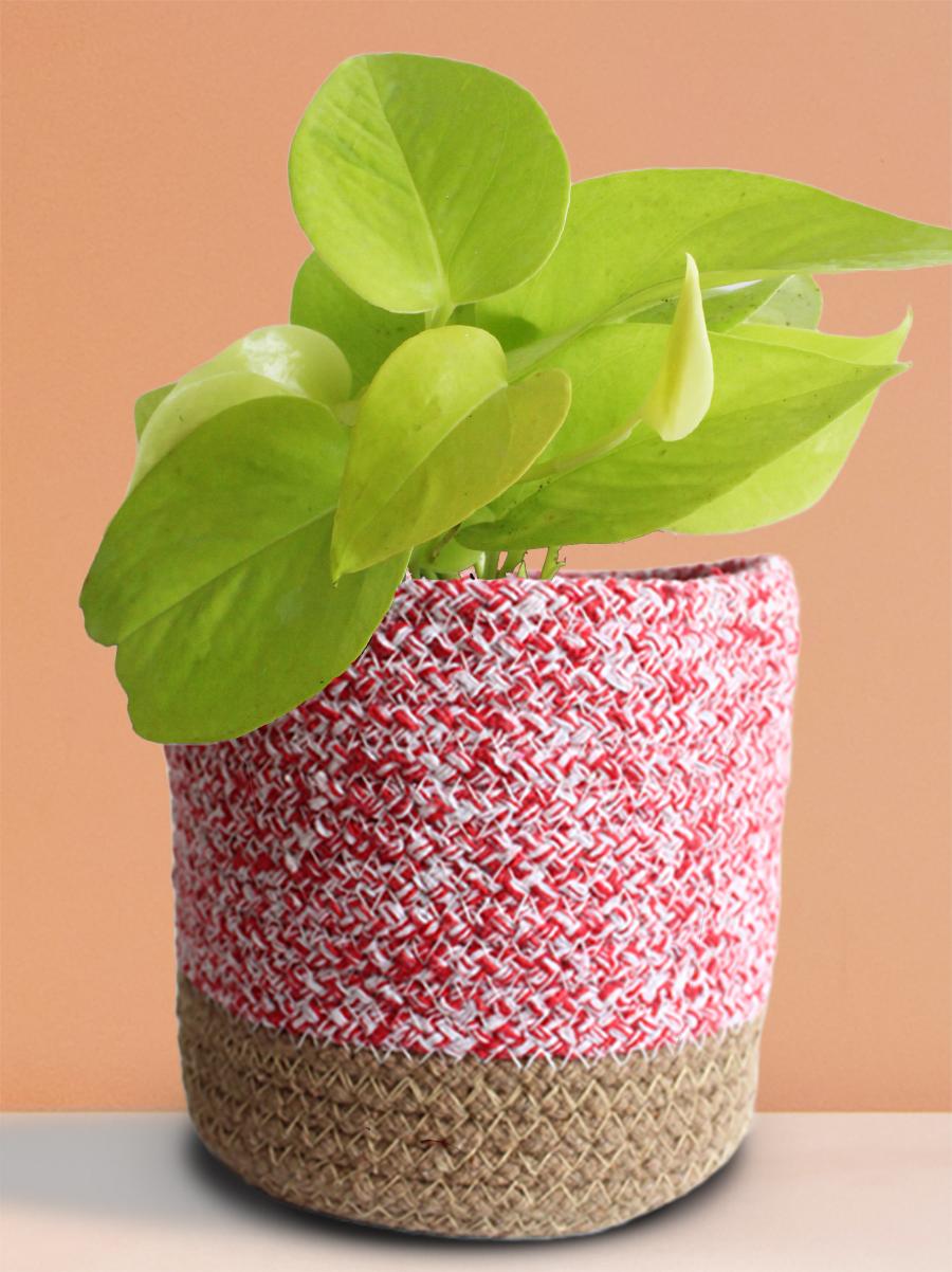 Money Plant Golden Gift in Eco Pot (Medium)