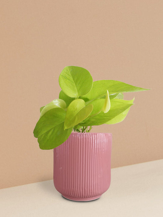 Golden Money Plant in Ceramic Pot (Medium)