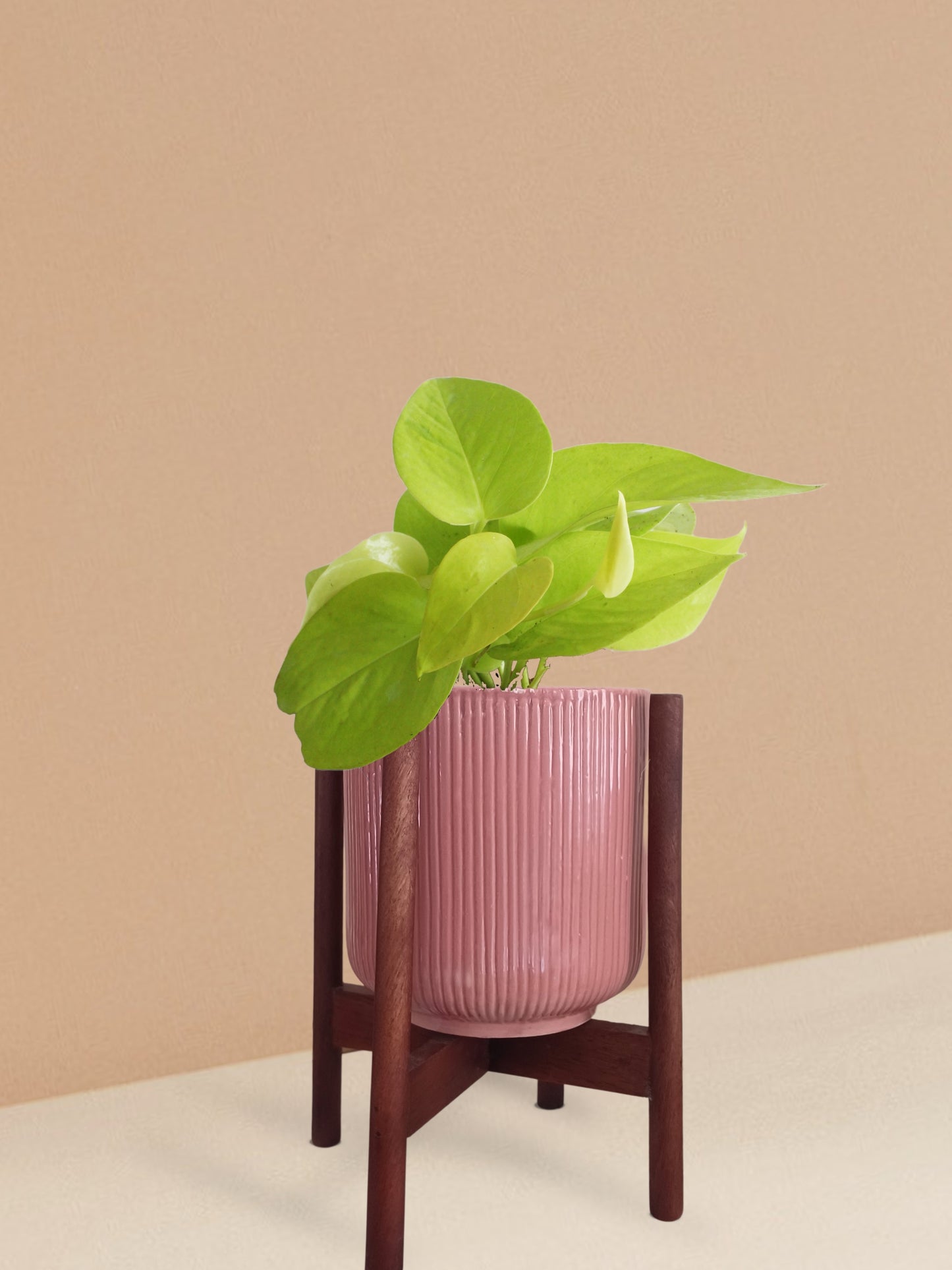Golden Money Plant in Ceramic Pot (Medium)
