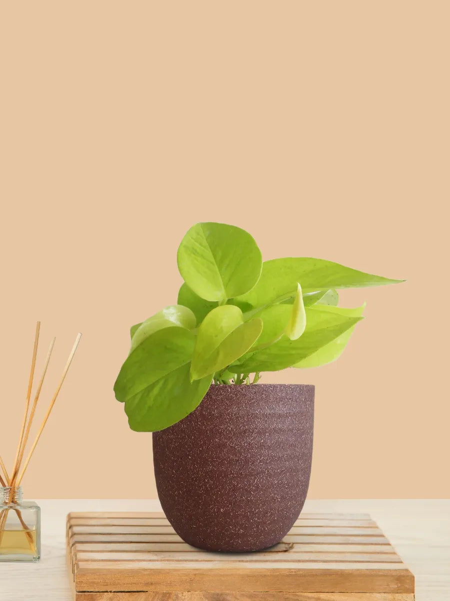 Money Plant Golden (Small) in Eco Pot