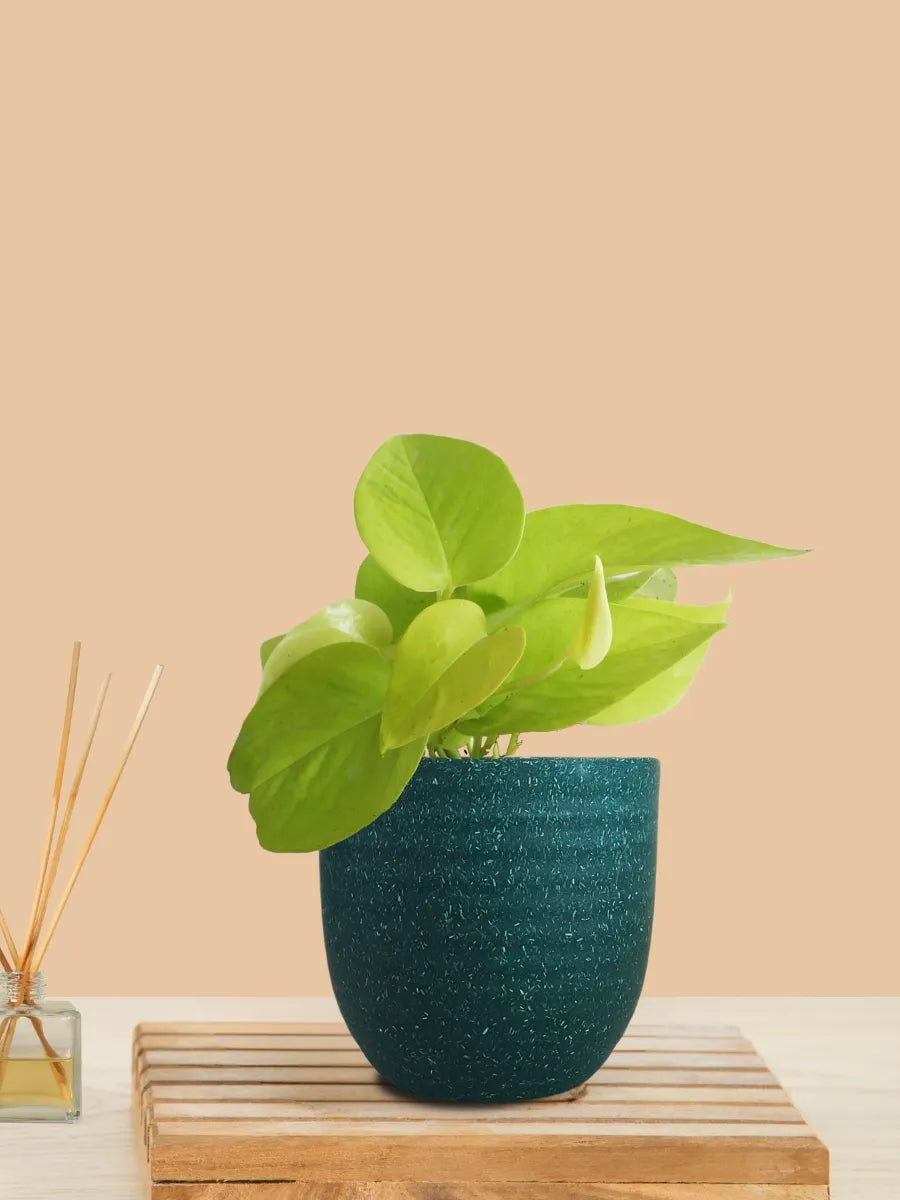 Money Plant Golden (Small) in Eco Pot