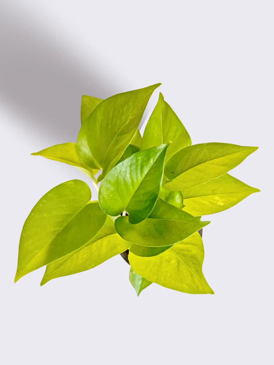 Exotic Money Plant Combo (Small)