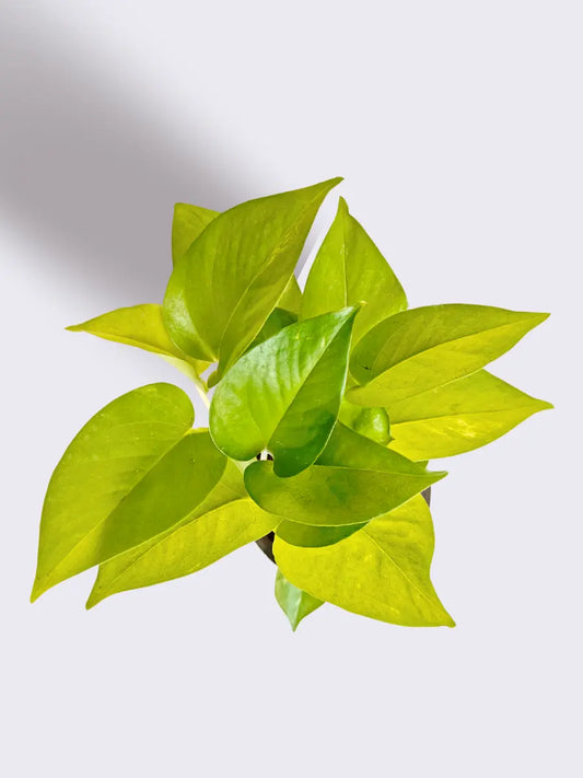 Three Money Plant Combo in Eco Pots (Small)