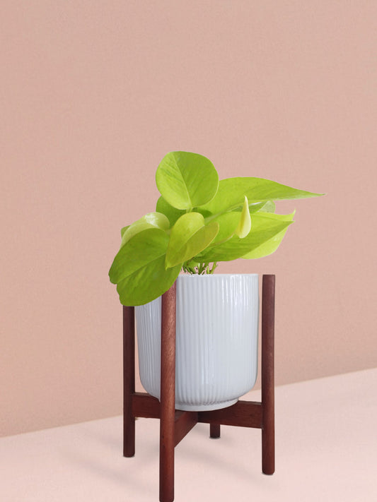 Golden Money Plant in Ceramic Pot (Medium)