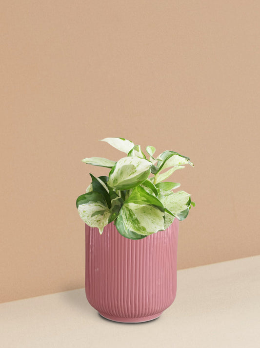 Manjula Money Plant in Ceramic Pot (Medium)