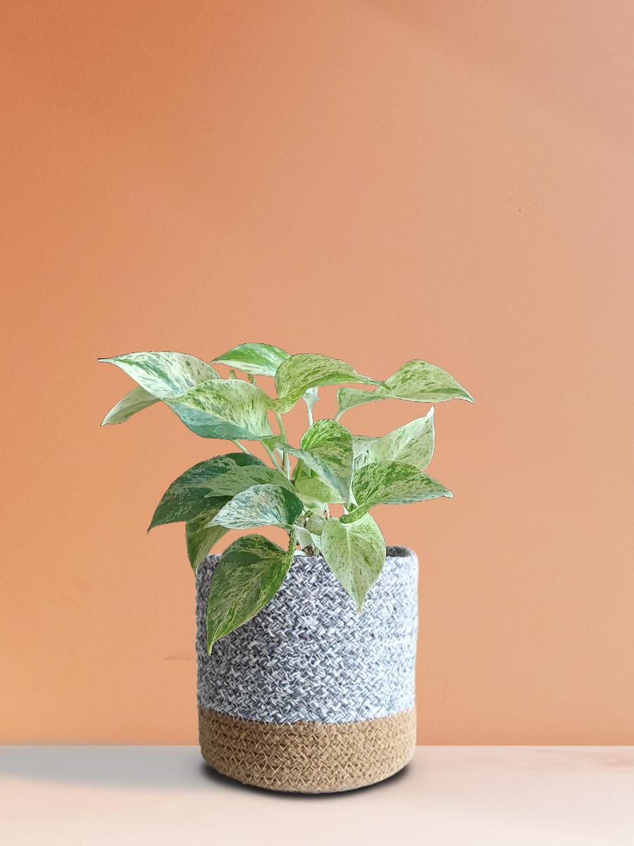Money Plant Marble (Medium)