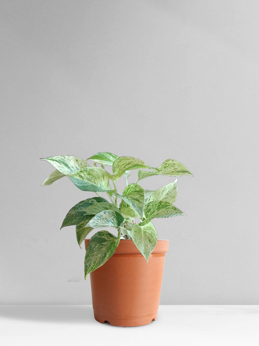 Money Plant Marble (Medium)