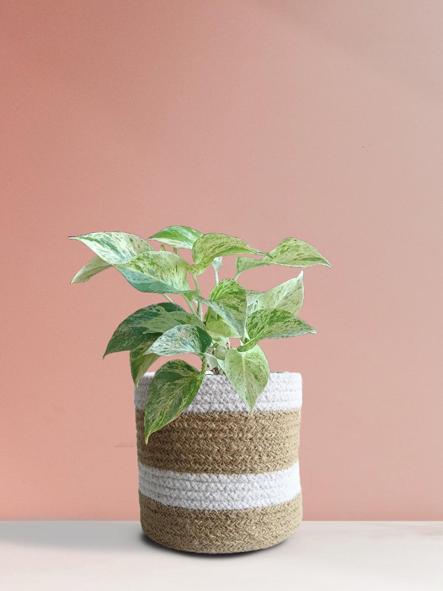 Money Plant Marble (Medium)
