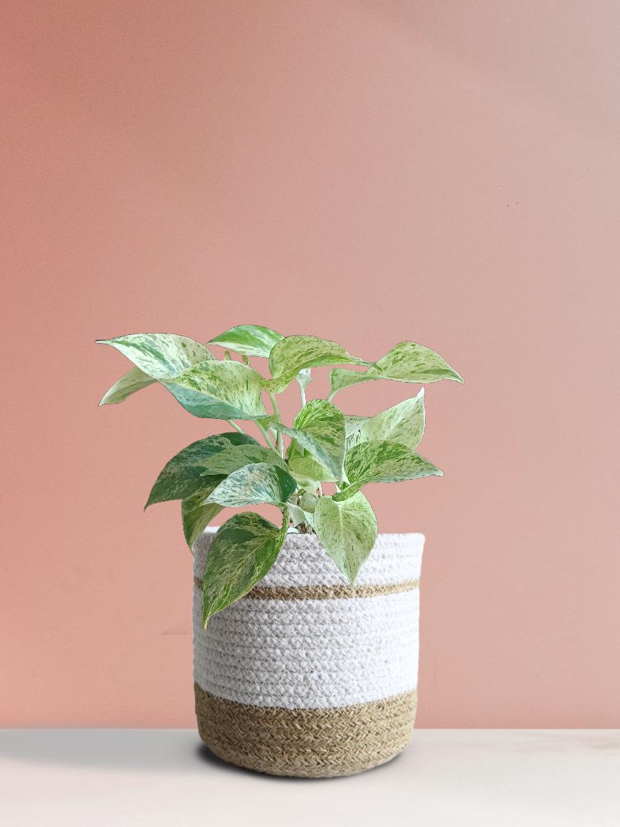 Money Plant Marble (Medium)