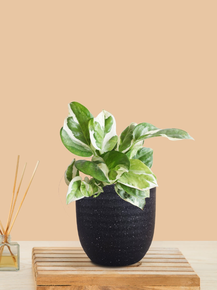 Money Plant NJoy (Small) in Eco Pot