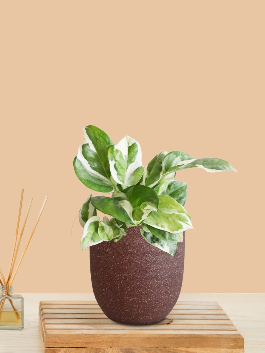 Money Plant NJoy (Small) in Eco Pot