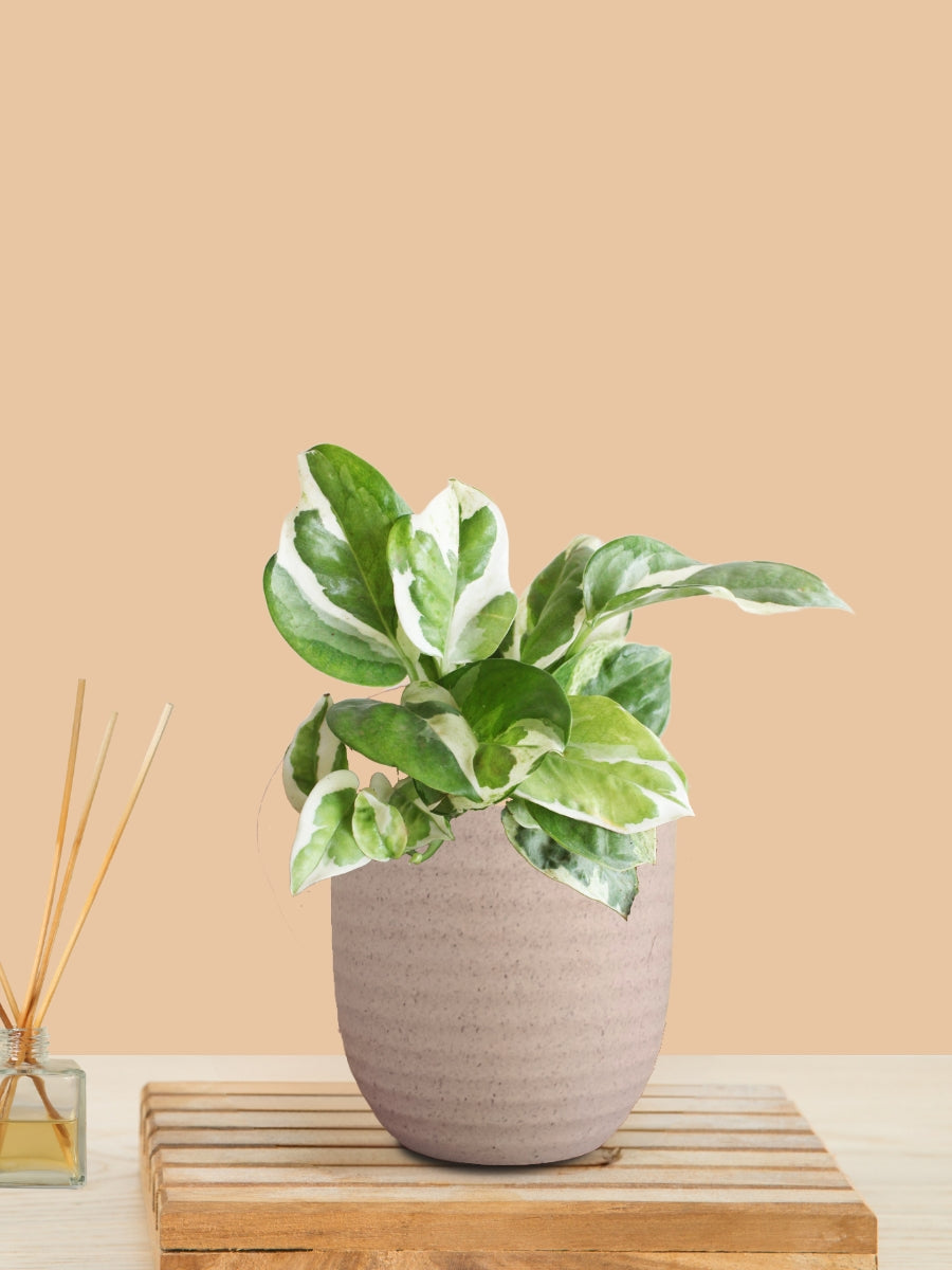 Money Plant NJoy (Small) in Eco Pot