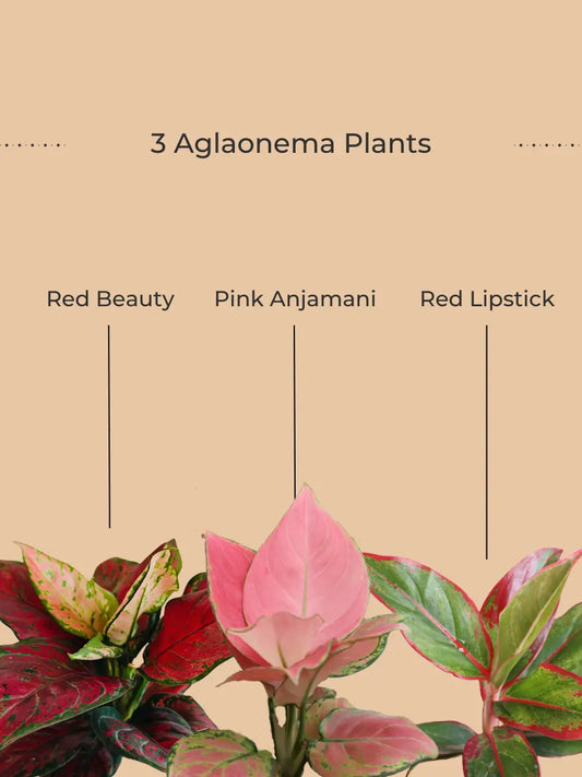 Must Have Shades of Aglaonema Plants (Small)