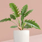 Narrow Escape Philodendron Plant in Ceramic Pot (Large)