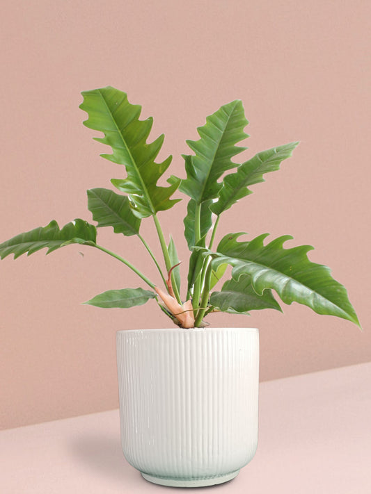 Narrow Escape Philodendron Plant in Ceramic Pot (Large)