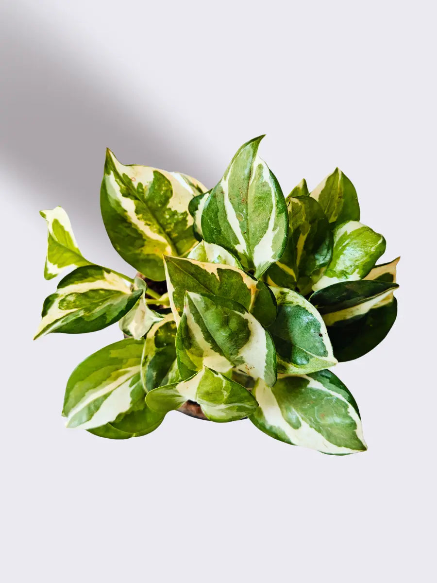 Exotic Money Plant Combo (Small)